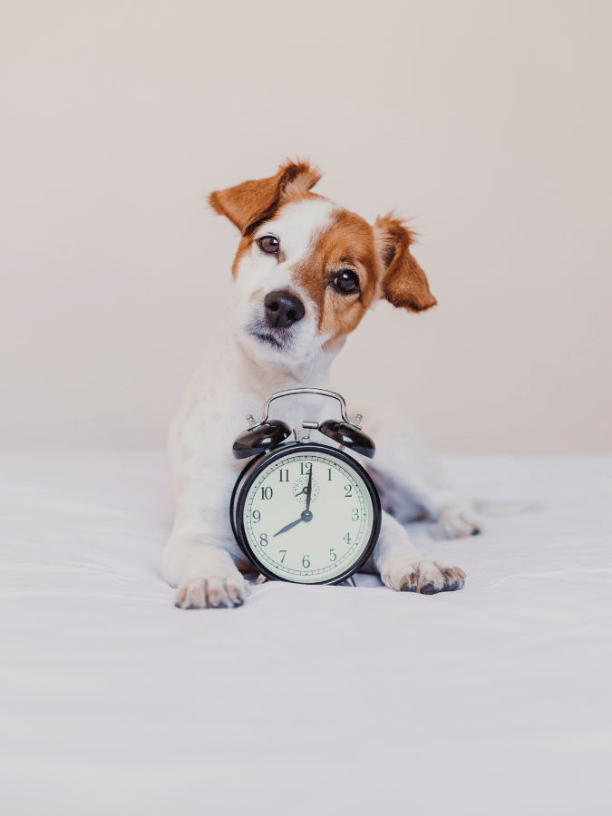Pet Accessories